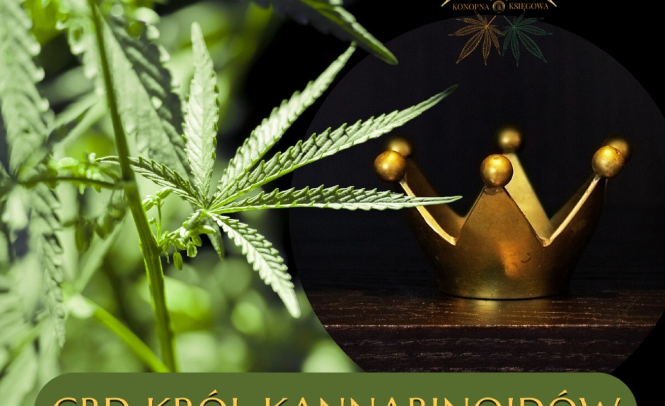 CBD król kannabioidów